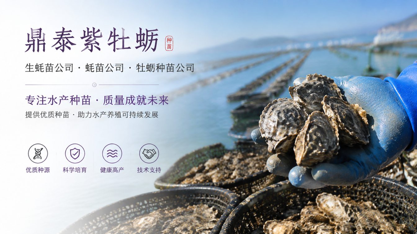 甘南藏族自治州为南北养殖场提供三倍体生蚝苗方案